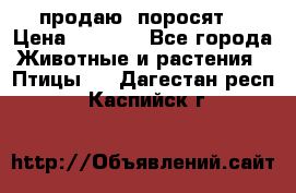 продаю  поросят  › Цена ­ 1 000 - Все города Животные и растения » Птицы   . Дагестан респ.,Каспийск г.